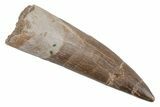 Fossil Plesiosaur (Zarafasaura) Tooth - Morocco #211431-1